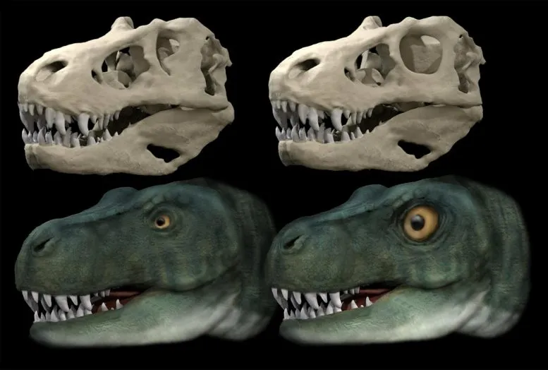 Реконструкция черепа и головы тираннозавра с оригинальной глазницей и глазом (слева) и гипотетическая реконструкция с круглой глазницей и увеличенным глазом (справа).