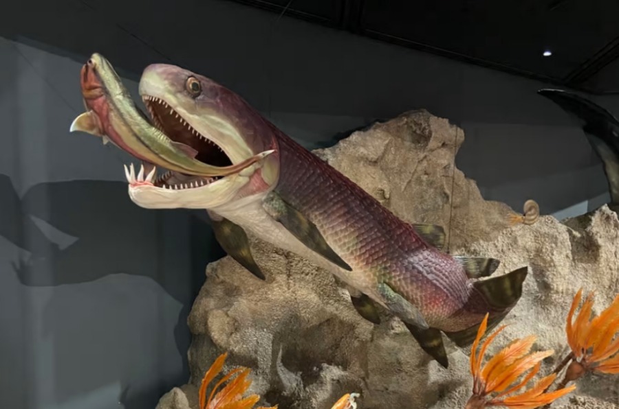 Самое древнее сердце найдено в окаменелости рыбы возрастом 380 миллионов лет