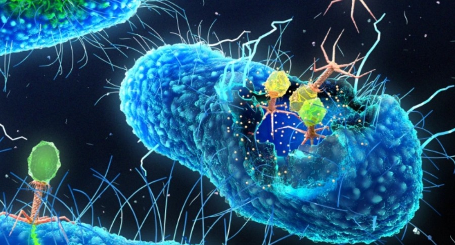 Ученые создали «живые» синтетические клетки на основе бактерий