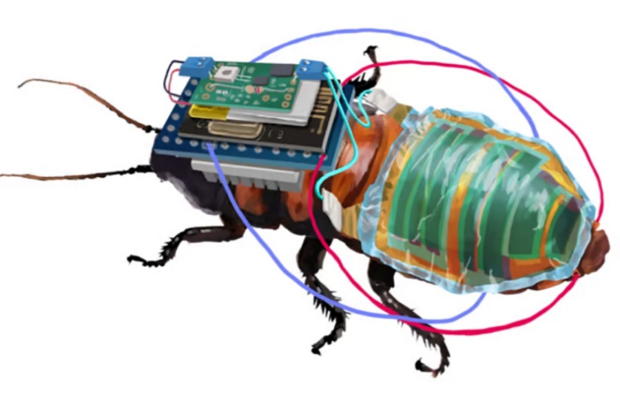 Дистанционно управляемые тараканы-киборги питаются от солнечной энергии