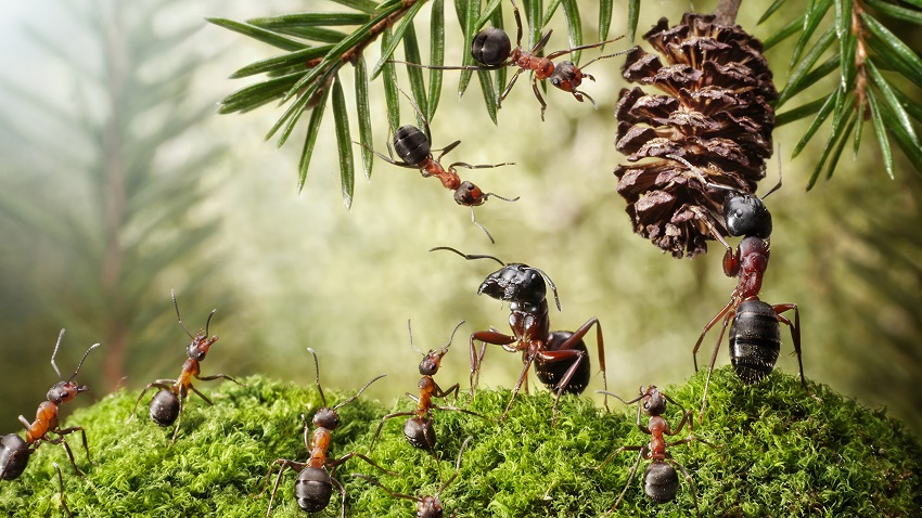 Ученые оценили, сколько муравьев живет на Земле
