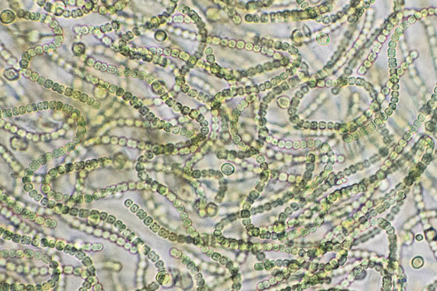 Предки современных цианобактерий (сине-зеленых водорослей), возможно, были первыми производителями кислорода на планете Земля и положили начало значительным изменениям климата. 