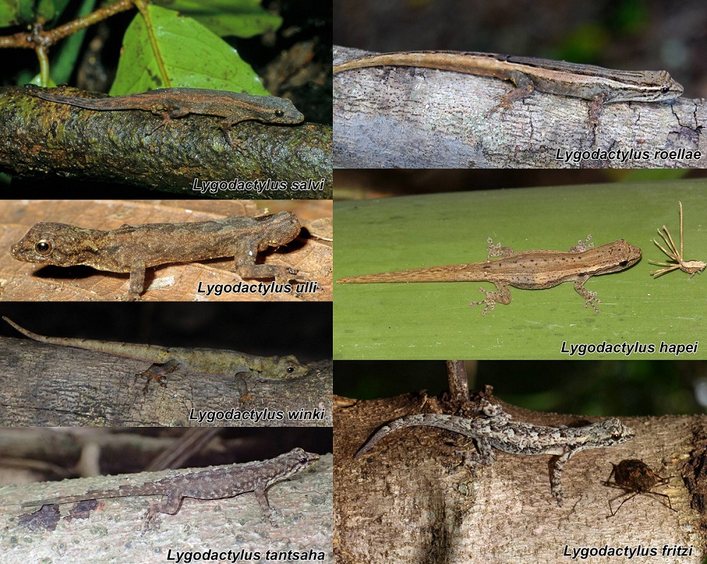 На Мадагаскаре выявлено восемь новых видов карликовых гекконов