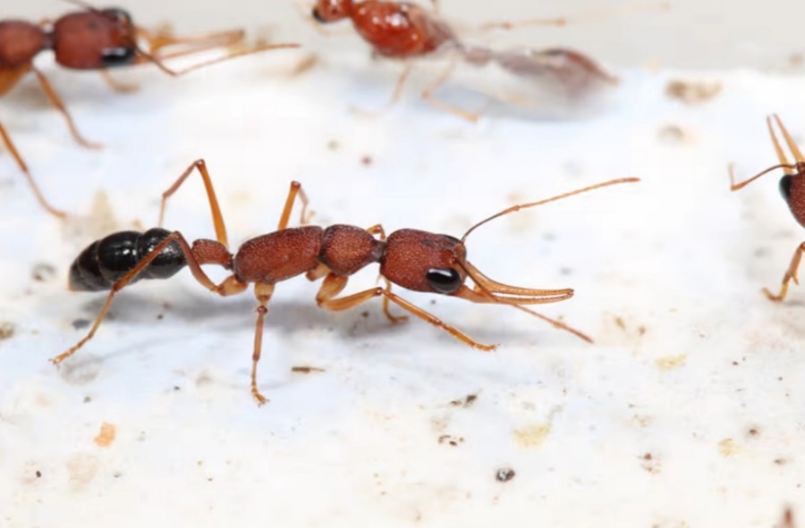 Антиинсулиновый белок помогает королевам муравьев жить в пять раз дольше, чем рабочим