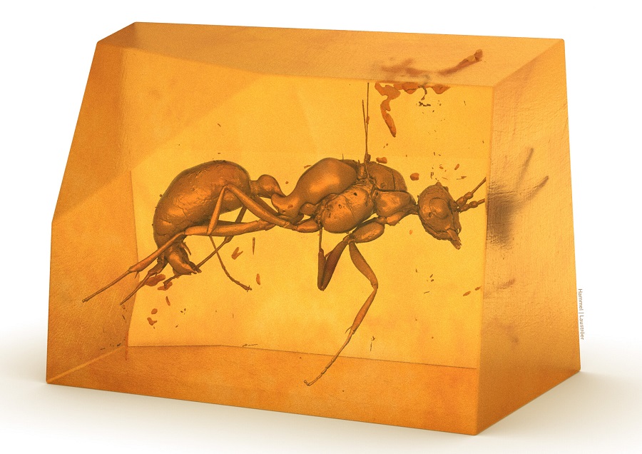 Трехмерное изображение ранее неизвестного вымершего вида муравьев.