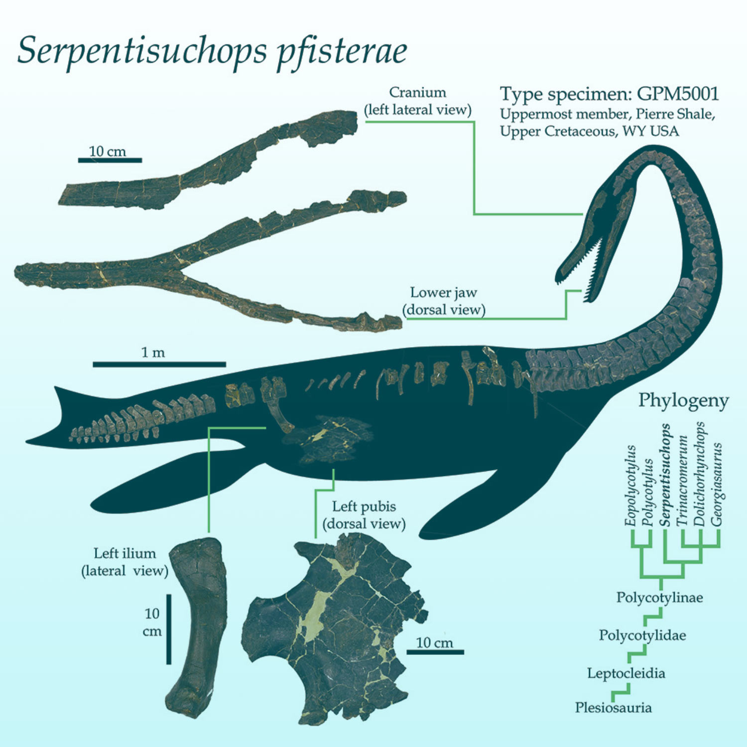 Serpentissuchops pfisterae