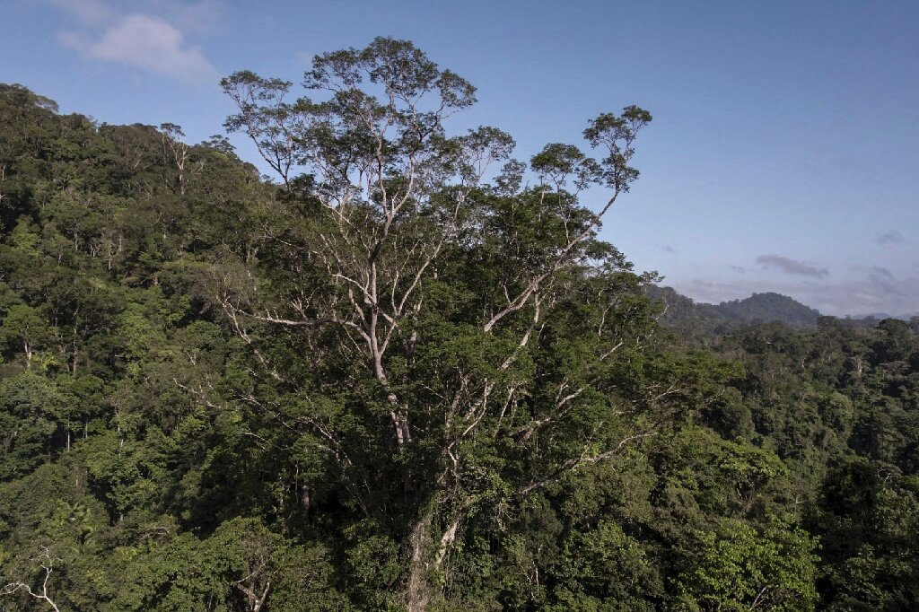 Гигантское дерево в Амазонии