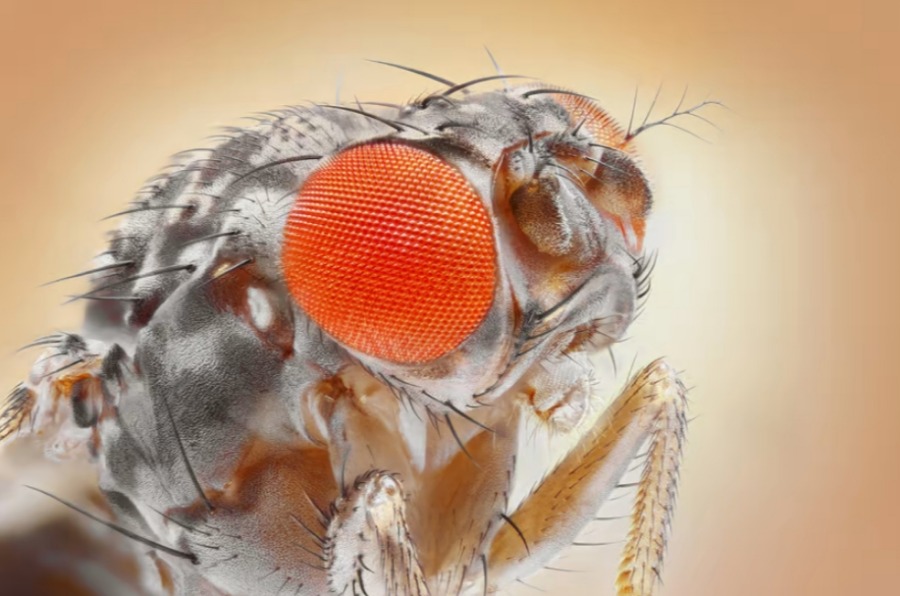 Ученые обнаружили, что плодовые мушки двигают сетчаткой, а не глазами
