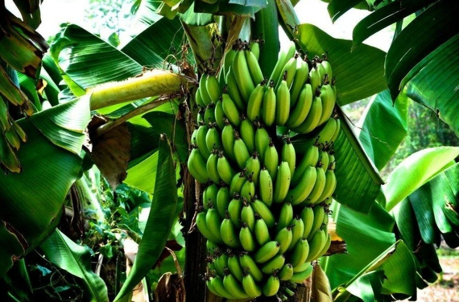 История одомашнивания бананов