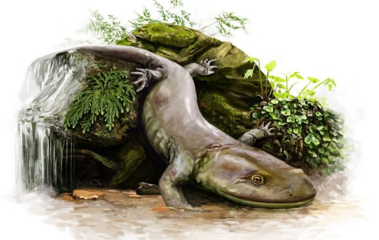 Саламандра рода Marmorerpeton