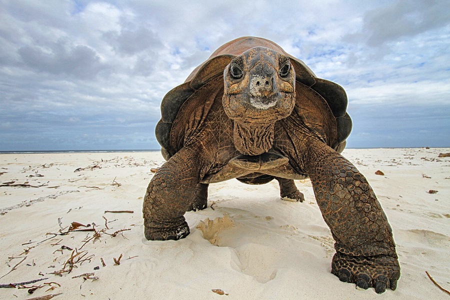 Гигантская черепаха Альдабра ( Aldabrachelys gigantea )