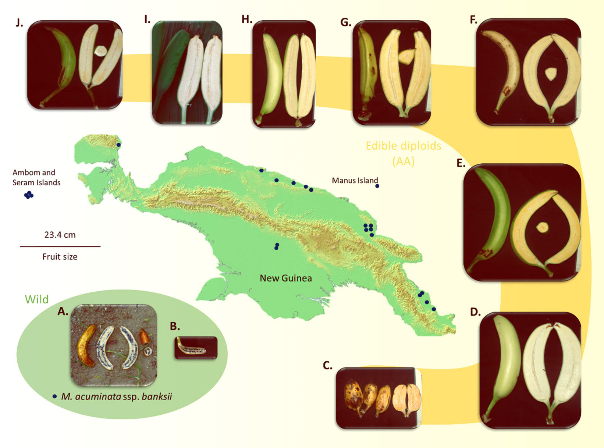 Карта острова Новая Гвинея и примеры плодов (A, B) Musa acuminata