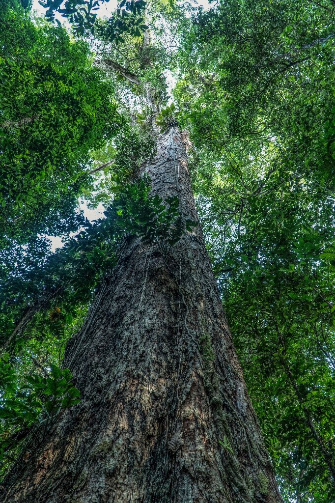 Вершина гигантского дерева возвышается над пологом природного заповедника реки Иратапуру на севере Бразилии.