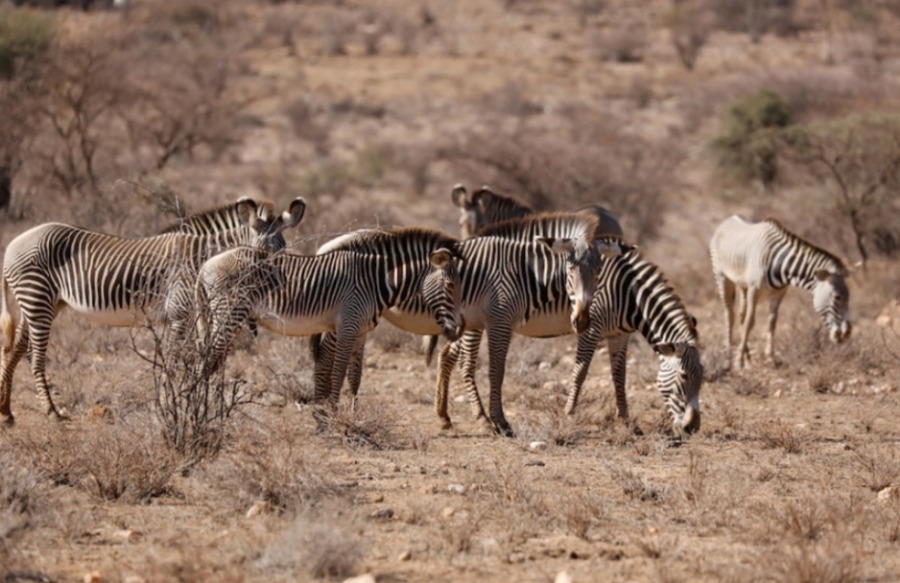 Около двух процентов популяции зебр Греви умерло за три месяца.