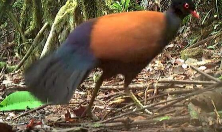Исчезнувший фазановый голубь найден более века спустя
