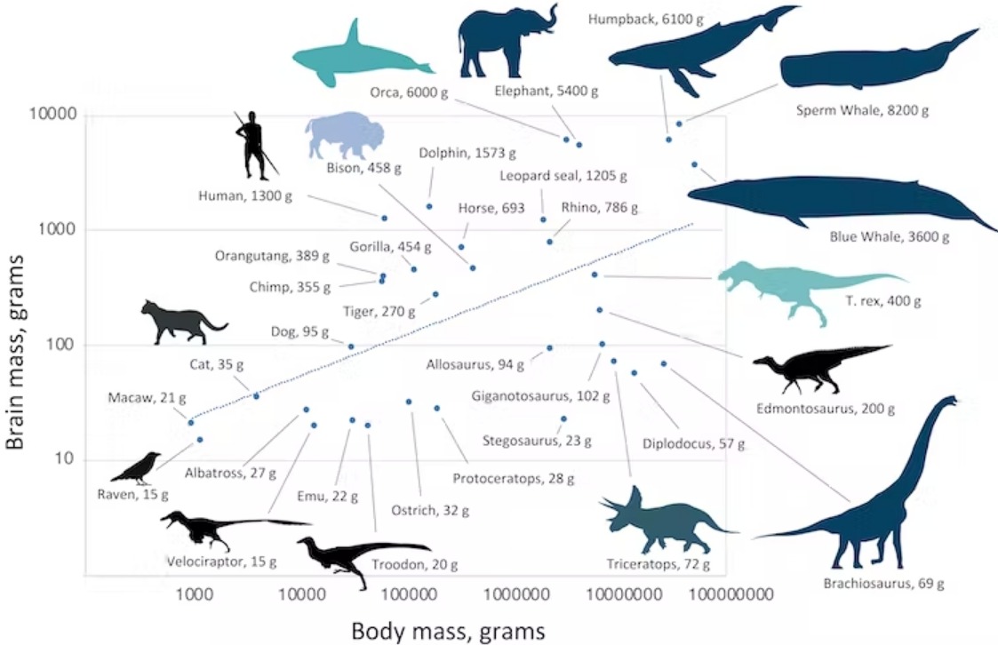 Размер мозга по сравнению с массой тела у динозавров, млекопитающих и птиц