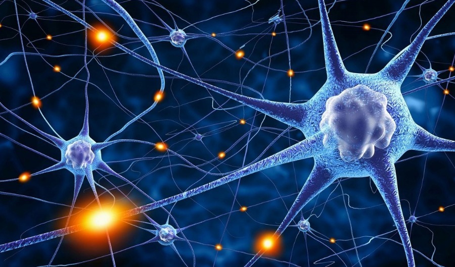 Революционное открытие о работе важных ферментов мозга удивило исследователей