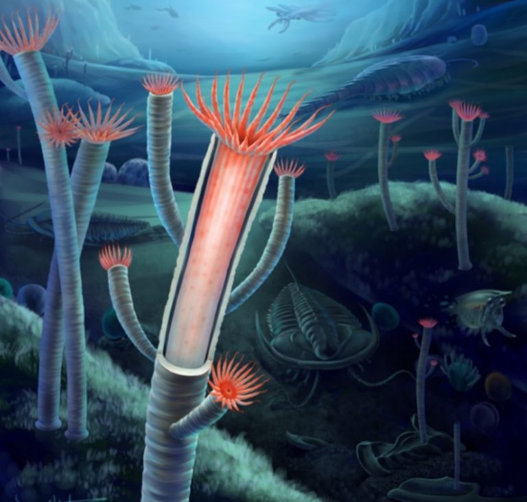 Новое открытие выявило первых животных, у которых появился скелет