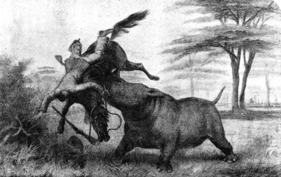 Черный носорог бросается на лошадь, Уильям Коттон Осуэлл, 1900 г.