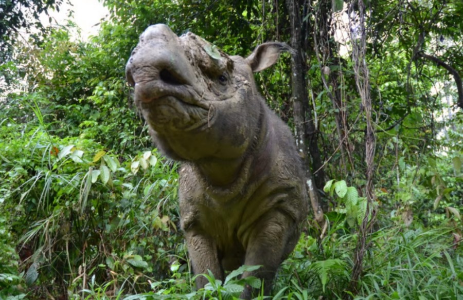Кертам, последний самец суматранского носорога в Малайзии
