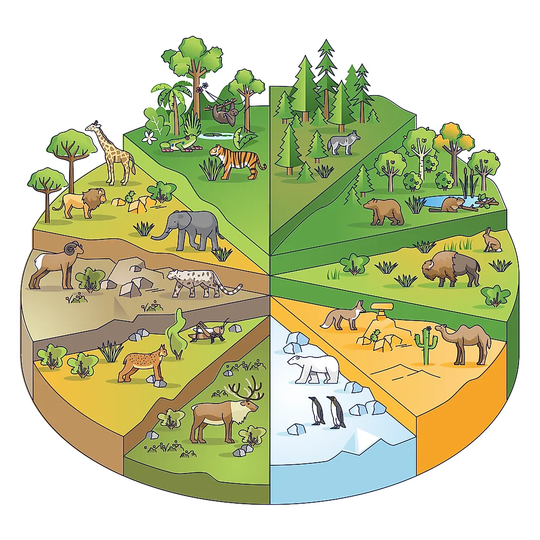 Различные экосистемы на Земле имеют различный набор видов, населяющих их.