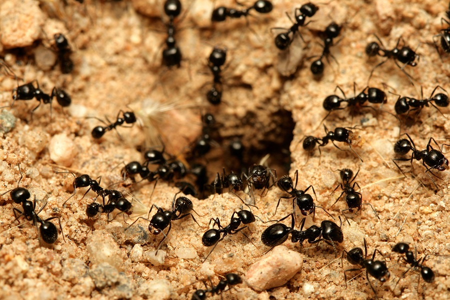 Ученые создали роботов, похожих свои поведением на муравьем