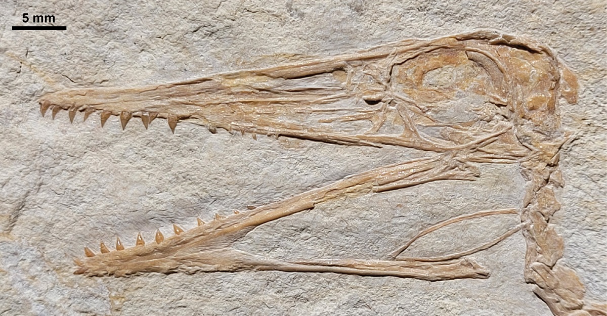 Детальная фотография черепа Painten Pterodactylus.