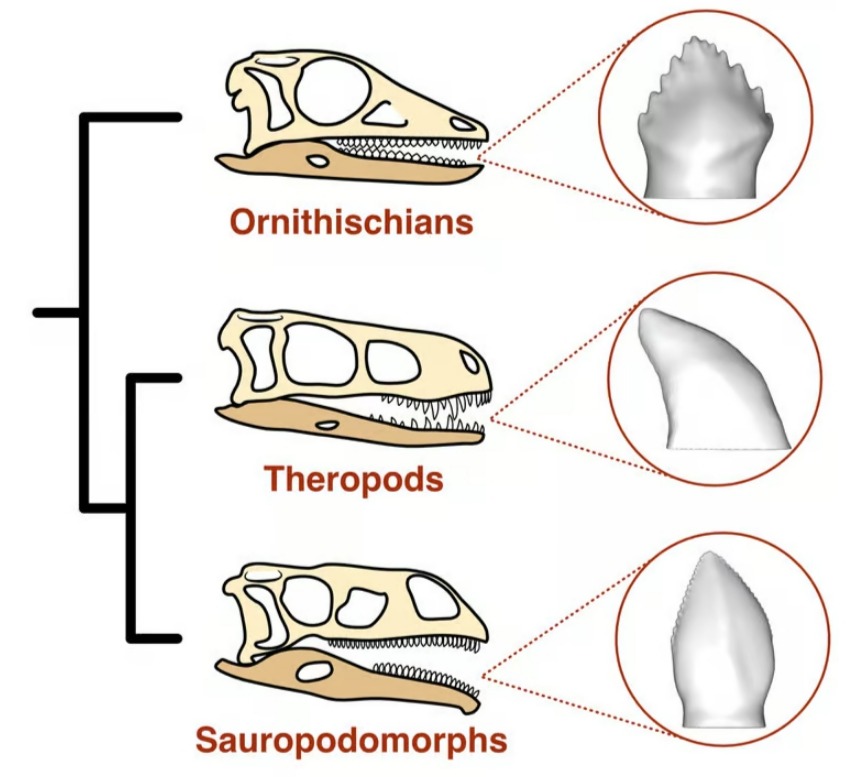 У трех основных линий динозавров были зубы разной формы, что намекает на их рацион.
