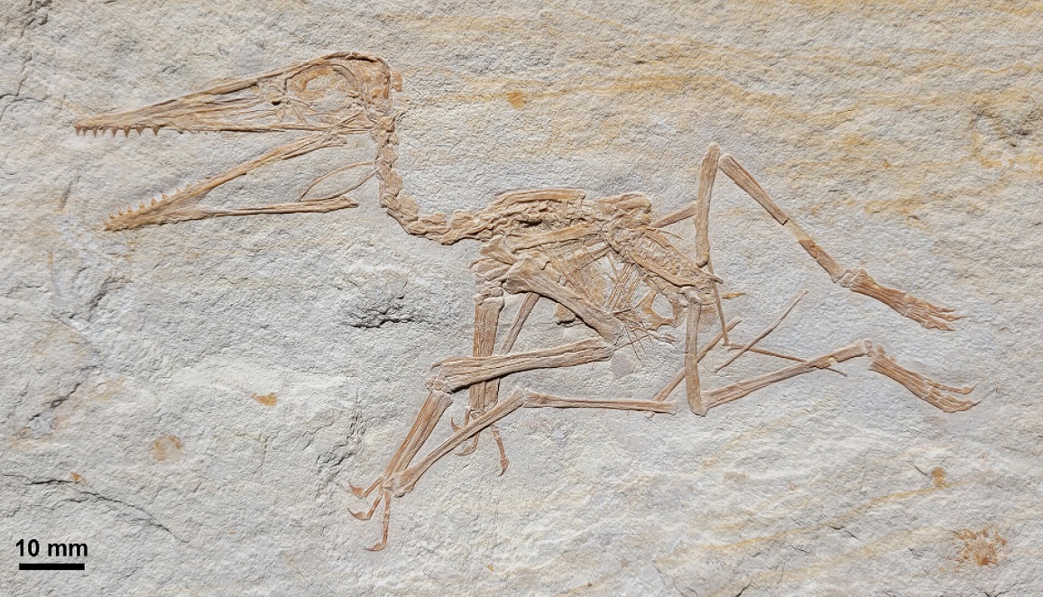 Painten Pterodactylus