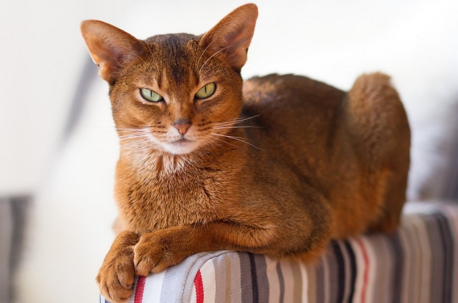 Генетики уточнили историю одомашнивания кошек
