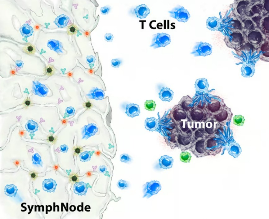 Схема SymphNode, вызывающего Т-клетки для борьбы с опухолями