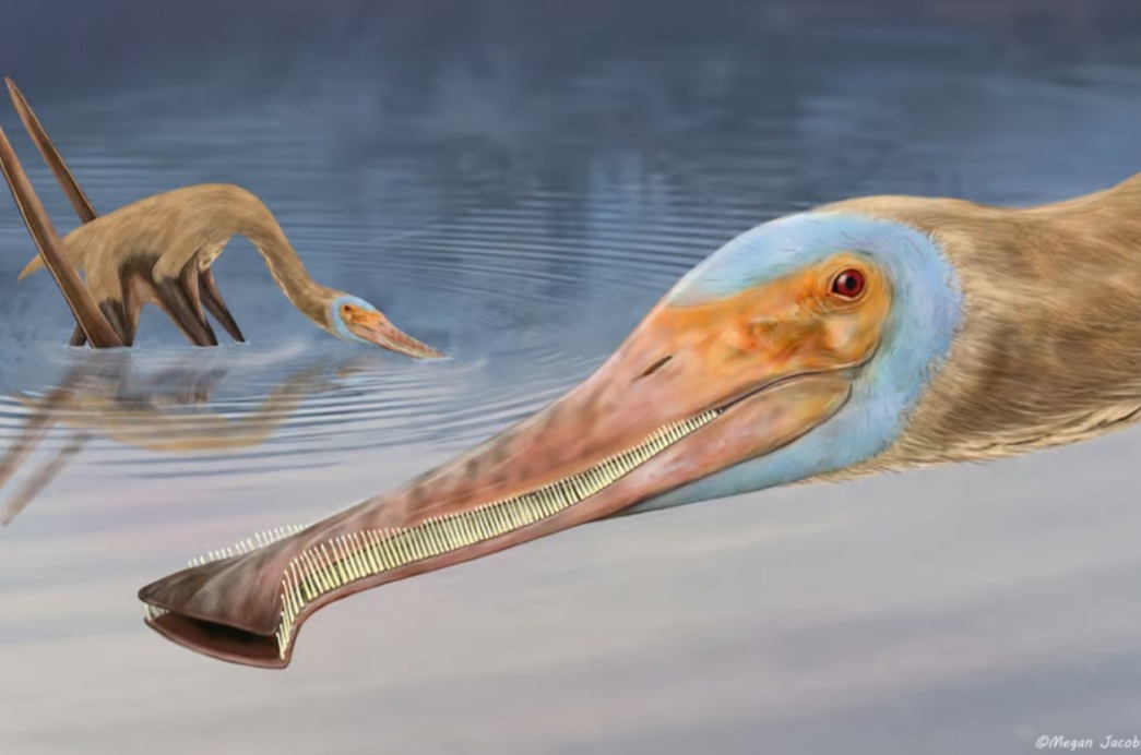 Balaenognathus maeuseri