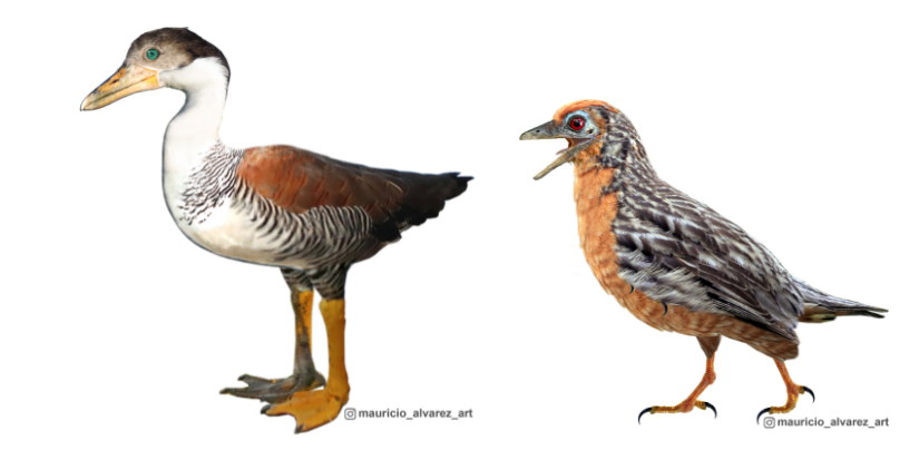 Две группы птиц Ornithurinae и Enantiornithes соответственно.