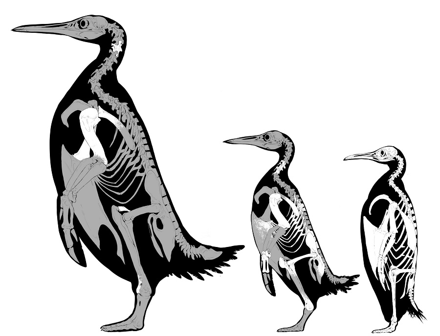 Иллюстрации скелетов Kumimanu fordycei, Petradyptes stonehousei и современного императорского пингвина
