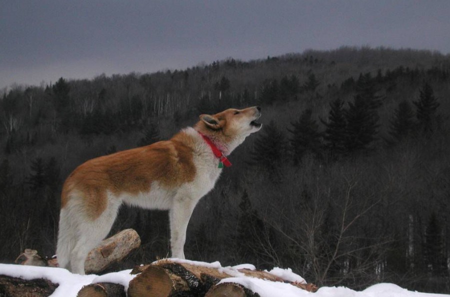 Ученые провели исследование, чтобы выяснить реакцию собак на волчий вой