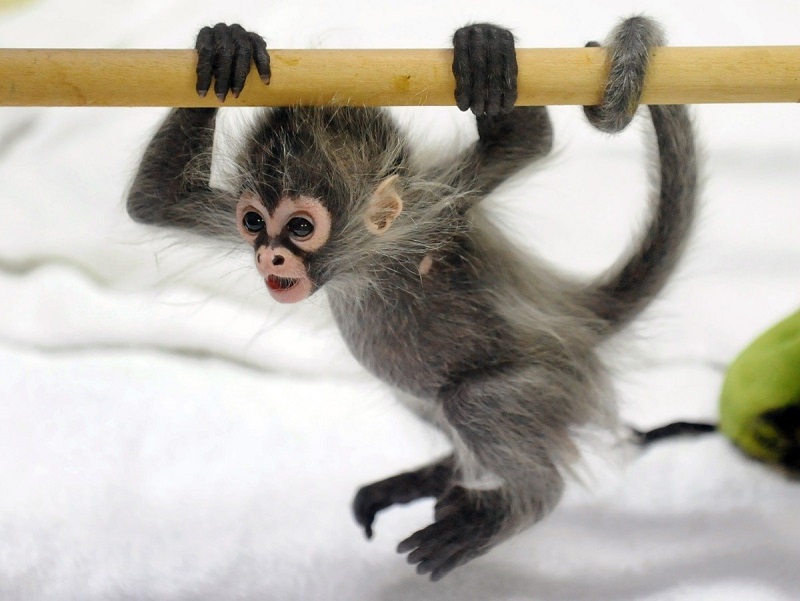 Детеныш паукообразной обезьяны