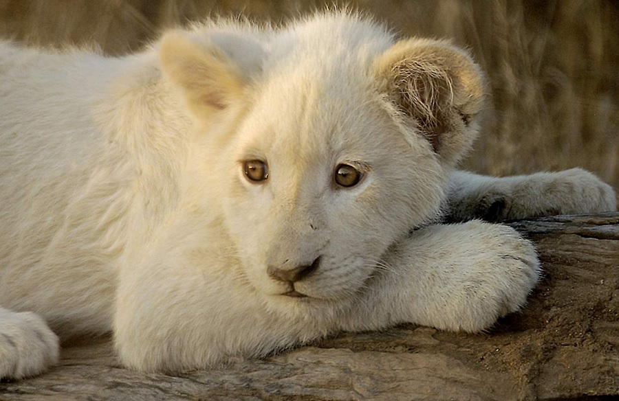 Детеныш белого льва