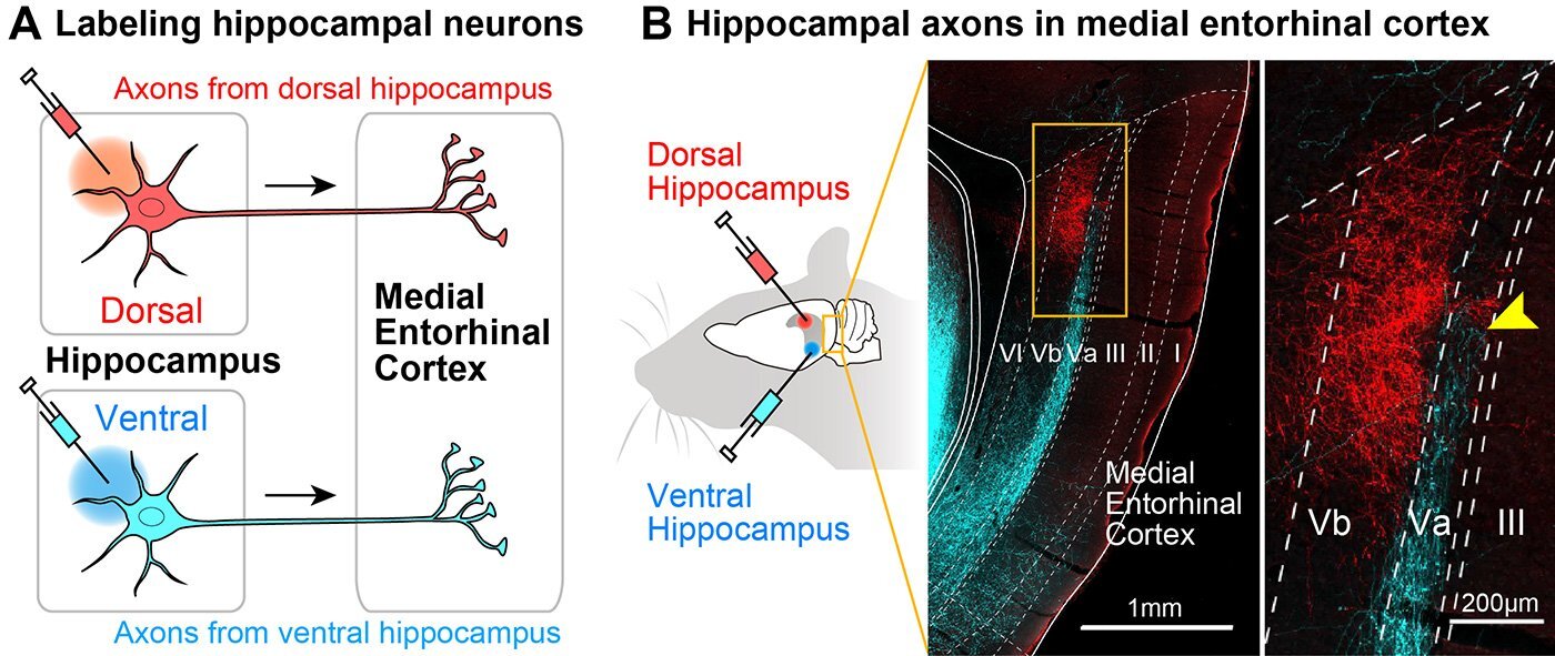 Схема была исследована путем маркировки аксонов нейронов гиппокампа 