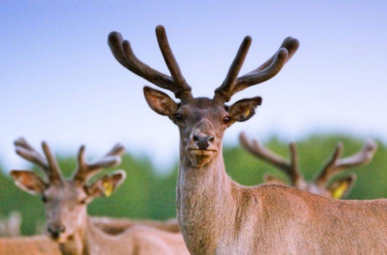 В пантах оленей обнаружены стволовые клетки с сильным регенеративным потенциалом