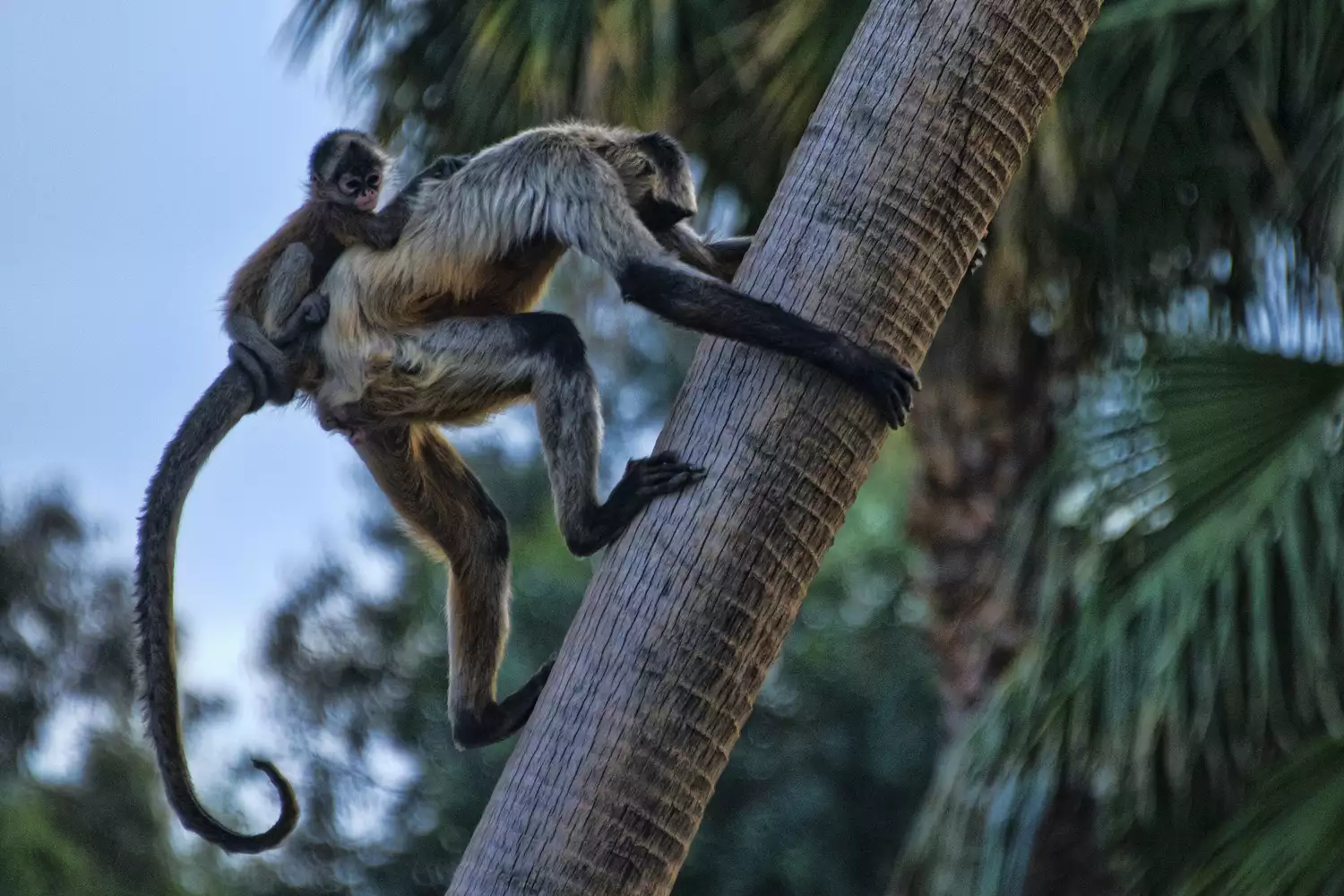 Паукообразная обезьяна с детенышом