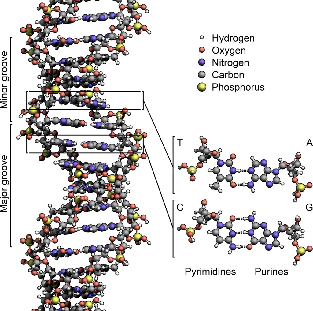 Структура ДНК (двойная спираль)