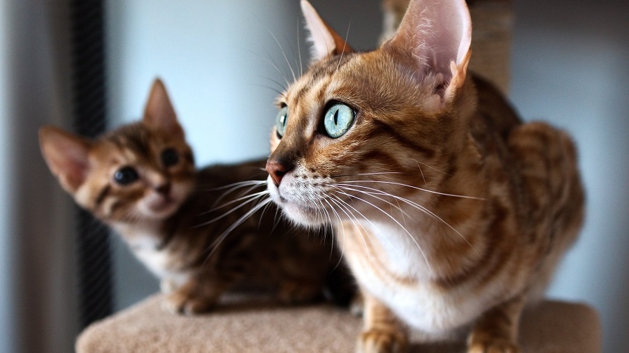 Кошки меньше реагируют на фразы и больше на визуальные сигналы