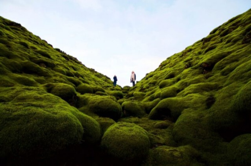 Мох, растущий на вулканических породах в исландской тундре. 
