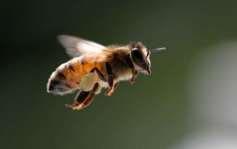 Миф о том, что согласно физике пчелы не должны летать