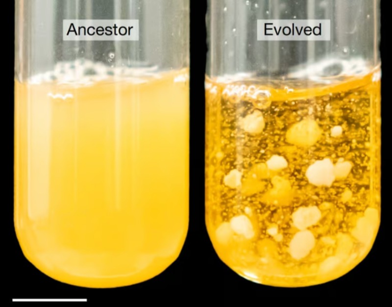 Дрожжевые клетки были выращены из кластеров примерно из 100 клеток (слева) до полумиллиона клеток (справа) в рамках эволюционного эксперимента