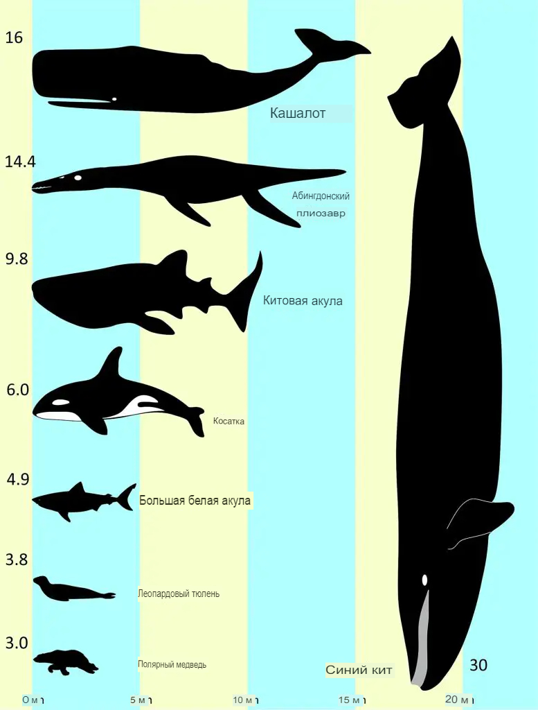 Сравнительные размеры плиозавра и других обитателей морей и океанов