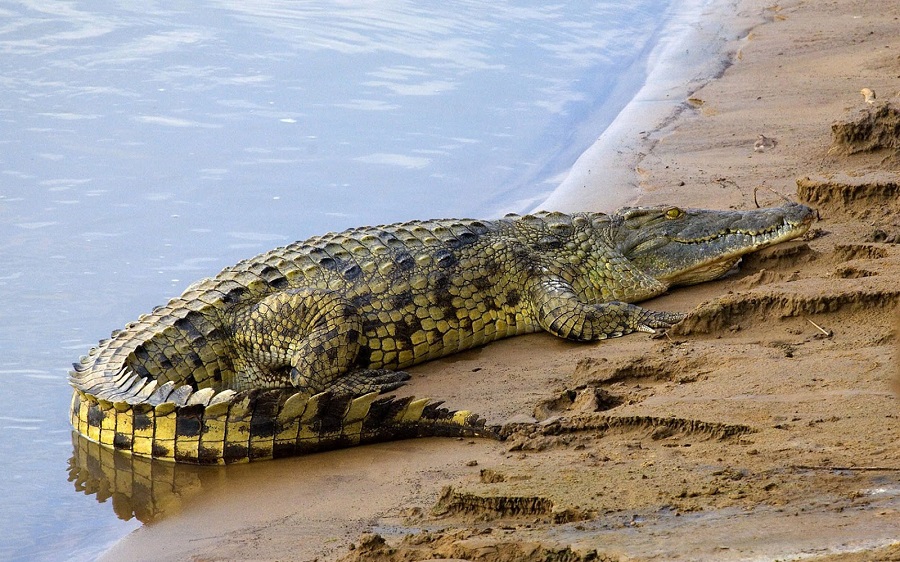 «Непорочное рождение» у крокодилов, предполагает, что динозавры могли размножаться в одиночку