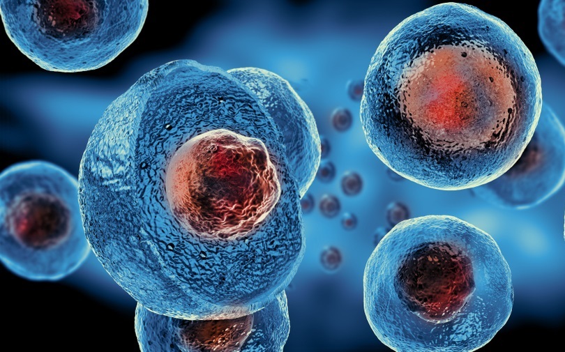 синтетические модели человеческих эмбрионов