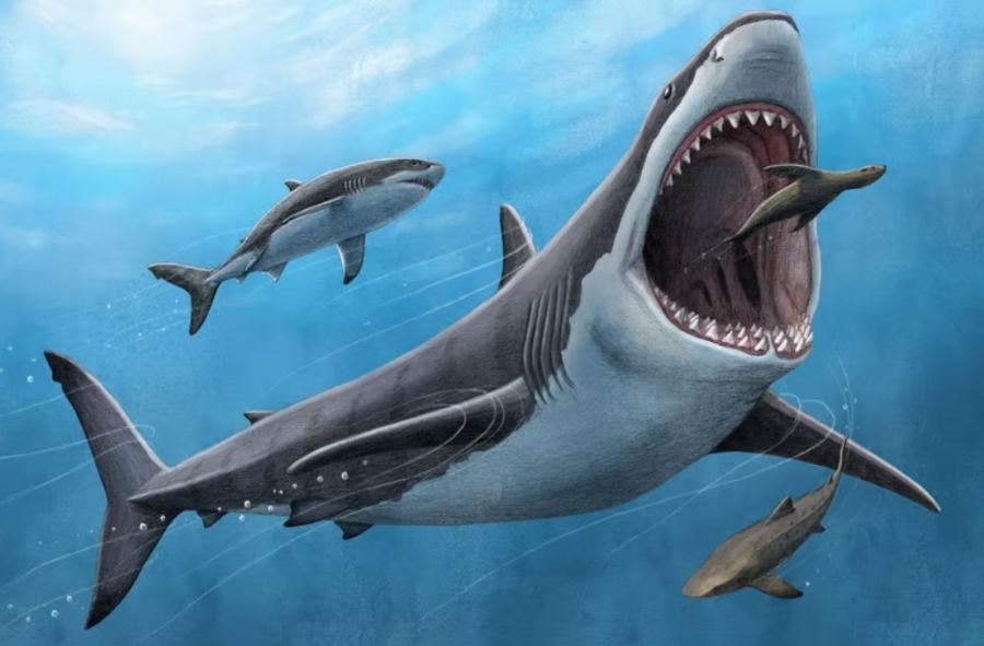 Мегалодон был гигантским видом акул