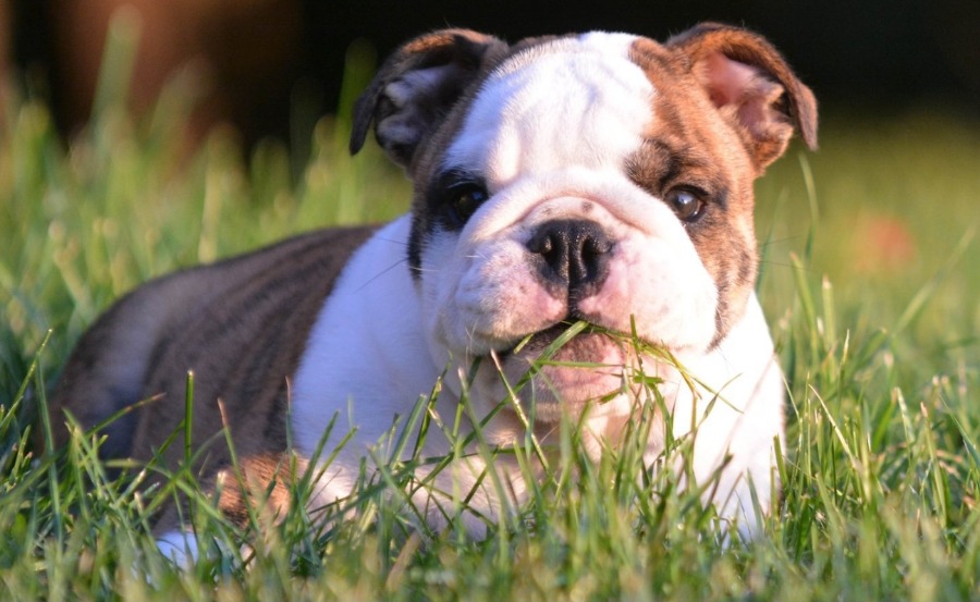 Почему собака ест траву • AB-NEWS